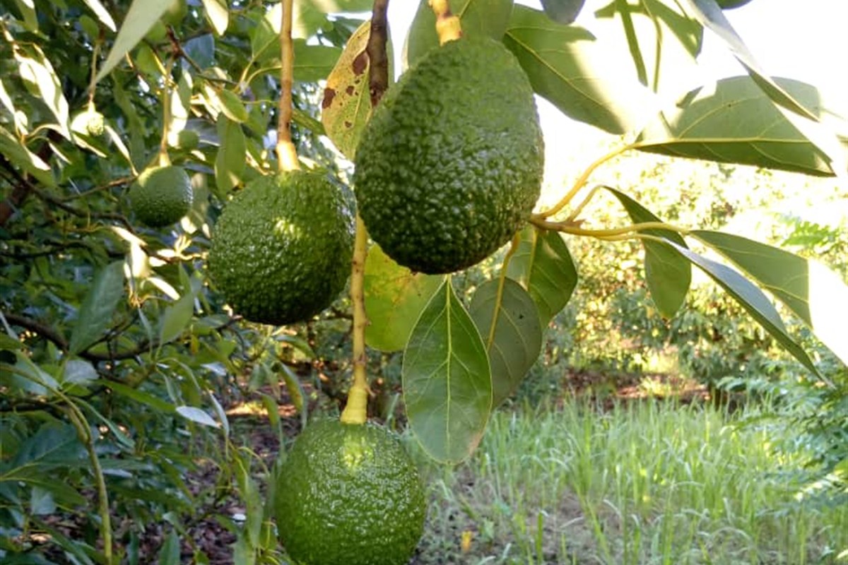 Hass avocados growing in a sunlit orchard